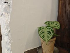 -竹子咖啡bamboo coffee