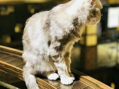 -more than meow吴止猫主题餐厅(承德 中船汇店)