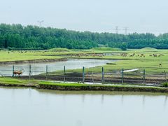 -溱湖国家湿地公园