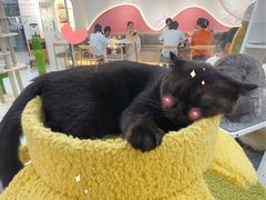-喵园·猫主题咖啡厅·撸猫·猫咖(国贸店)