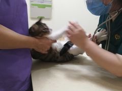 -瑞派康怡24h宠物医院·犬猫医疗中心·微创绝育(瑞景分院)