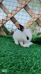 -萌宠亲子动物乐园(槐房万达店)