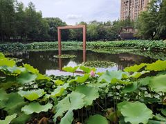 -陈家山荷花公园