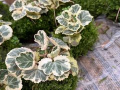 -龙大花卉苗木市场