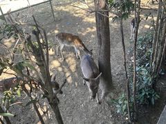 -合肥野生动物园