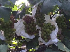 -马陆小张葡萄园农家乐