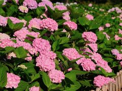 -上海共青森林公园