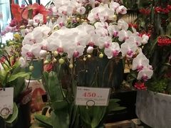 -豆豆花艺(新光天地店)