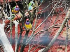 -费瑟代尔野生动物园