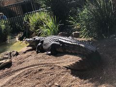 -费瑟代尔野生动物园