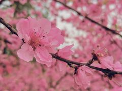 -秀丽东方