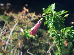 -塞班肯辛顿酒店Kensington Hotel Saipan