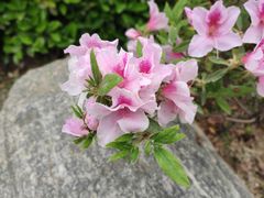 -郑州中国绿化博览园