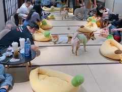 -逗柴咖啡屋·狗咖猫咖宠物桌游
