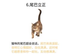 -欣宠猫屋·矮脚拿破仑·蓝金金渐层