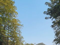 -深圳仙湖植物园