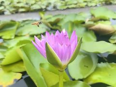 -中国科学院华南植物园