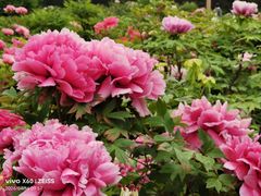 -洛阳市隋唐城遗址植物园