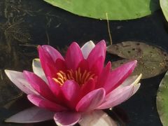 -群力丁香公园
