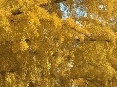 -三里屯东五街银杏大道