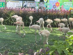 -广州长隆飞鸟乐园