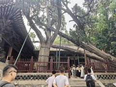 -晋祠公园