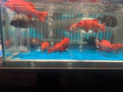 -南海渔村(珠江新城店)