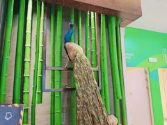 -雀舞云南菜(天津天河城购物中心店)