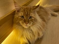 -猫腻·猫咖·撸猫馆(星光大道店)