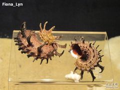 -亚龙湾中心广场·贝壳馆