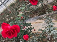 -海上花岛玫瑰园采摘