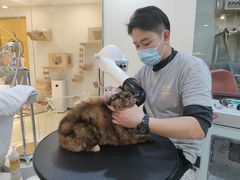 -momokira米努特·德文卷毛猫·棉花面纱犬