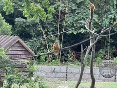 -上海野生动物园