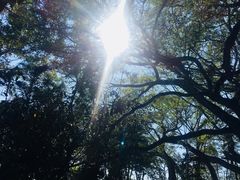 -瑞丽独树成林风景区