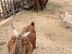 -沈阳森林动物园