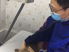 -爱侣·安琦尔宠物医院·中兽医针灸·心内科·狂犬免疫点(宝山区院)