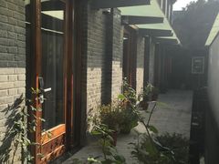 -两棵枇杷树
