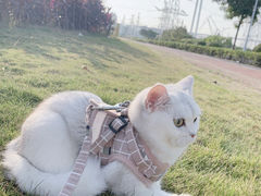 -lincat·猫舍(广州店)