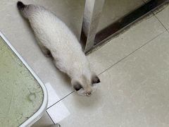 -瑞鹏宠物医院·夜间急症·心超·猫科(祖庙分店)