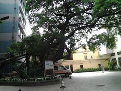 大院古树-广州市红十字会医院(总院)