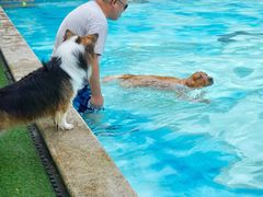 -汪说喵讲宠物乐园宠物酒店(红星美凯龙店)