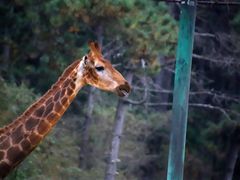 -沈阳森林动物园