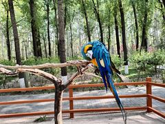 -北京野生动物园