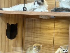 -猫十亿·布偶金渐层·曼基康矮脚猫舍(青年路店)