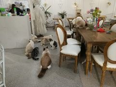 -共舞时光猫咖·狗咖(新街口店)