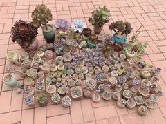 -中环花鸟鱼虫市场