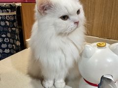 -MOCHA明星猫咖(田子坊店)