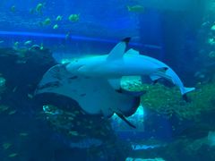 -成都浩海立方海洋公园