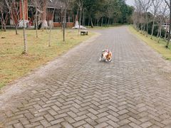 -上海海湾国家森林公园