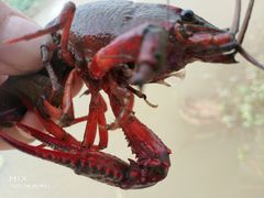 -同銮特种养殖场·龙虾垂钓